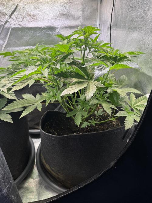 Rainbow Chimera. Week 7
