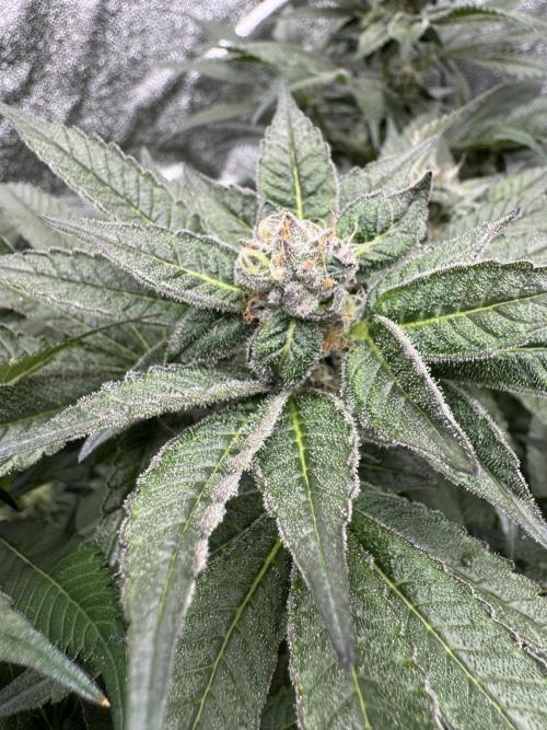Hydro. Week 11