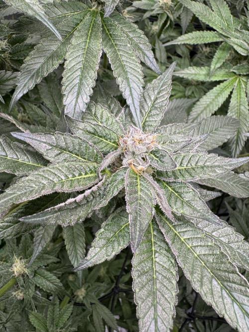 Hydro. Week 11