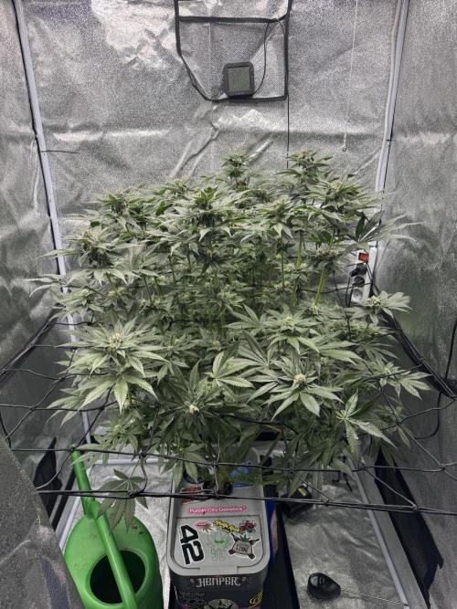 Hydro. Week 11