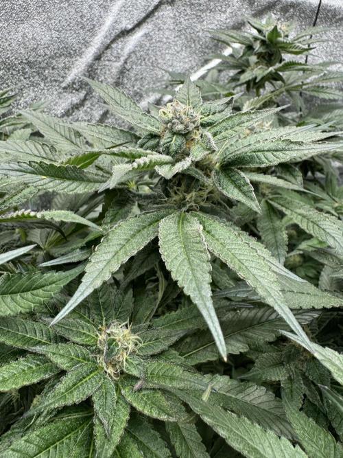 Hydro. Week 11