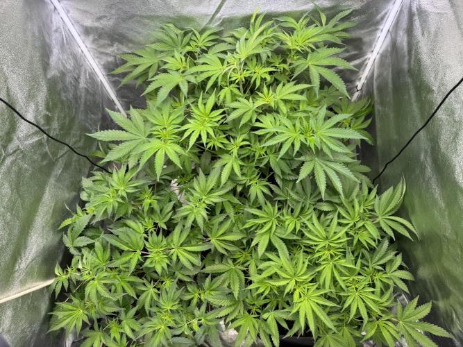 Rainbow Chimera. Week 8