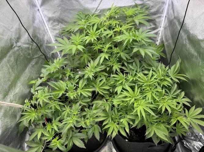Rainbow Chimera. Week 8