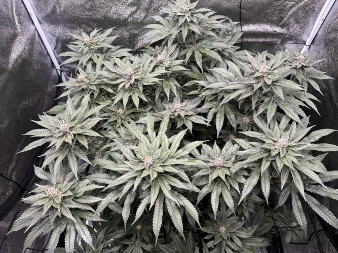 Hydro. Week 12