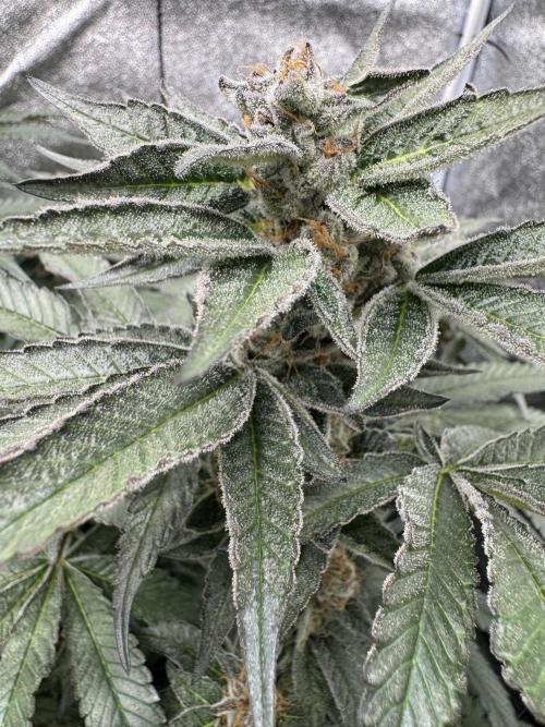 Hydro. Week 12
