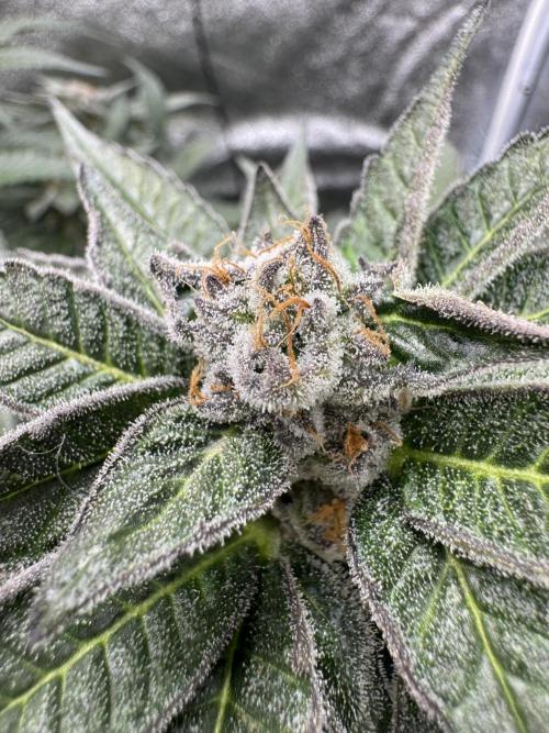 Hydro. Week 12