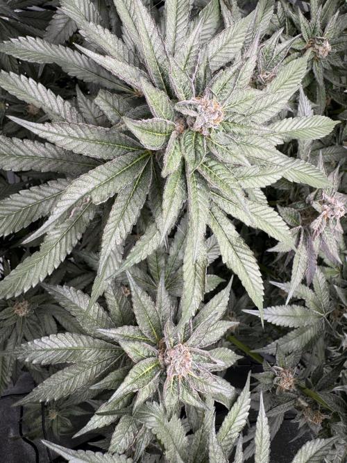 Hydro. Week 12