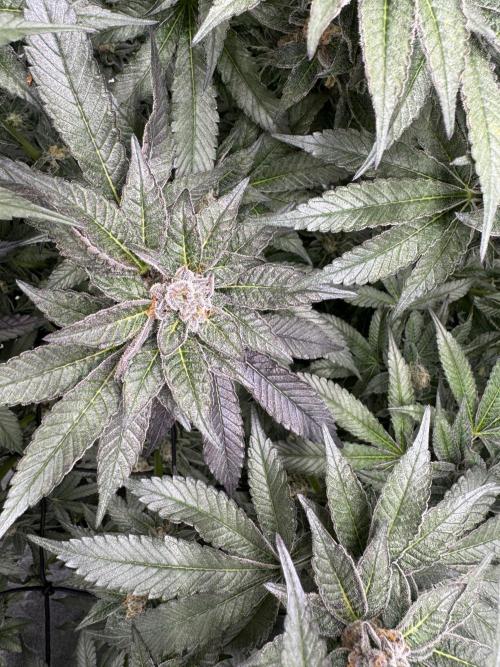 Hydro. Week 12