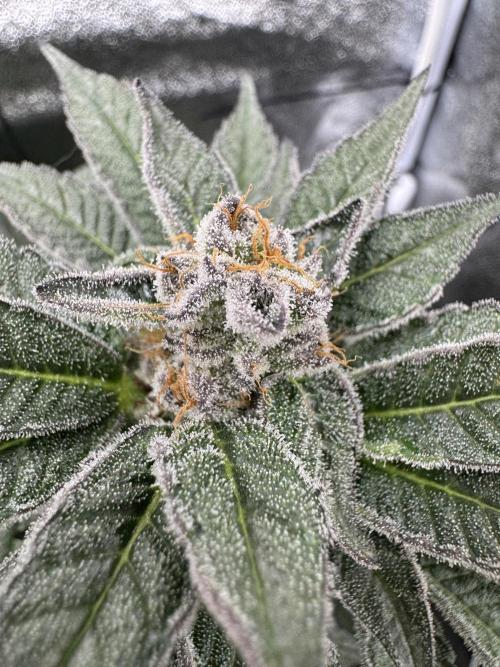 Hydro. Week 12