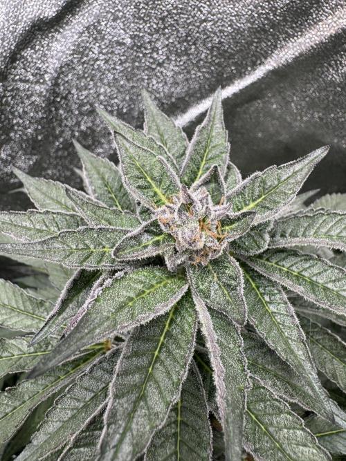 Hydro. Week 12