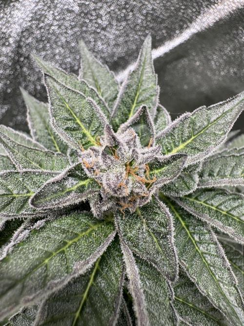 Hydro. Week 12