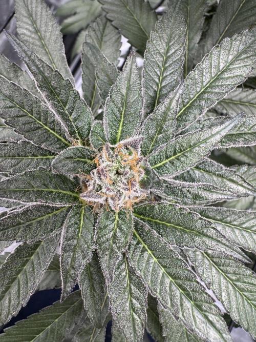 Hydro. Week 12