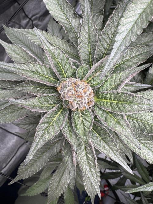 Dulce Dreams. Week 12