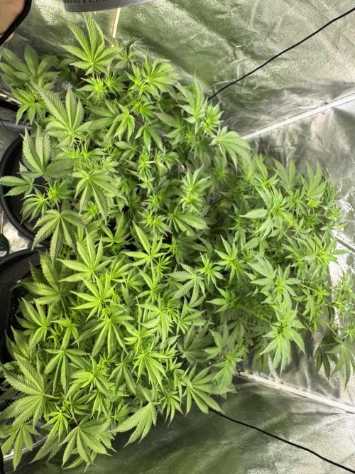 Rainbow Chimera. Week 9