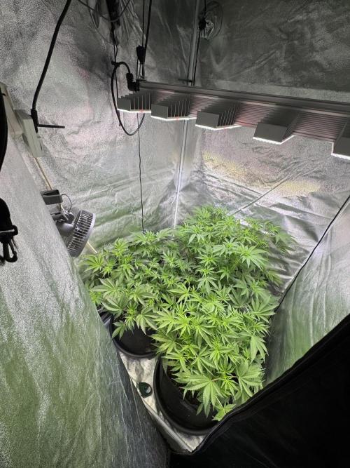 Rainbow Chimera. Week 9