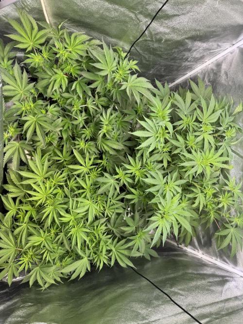 Rainbow Chimera. Week 9