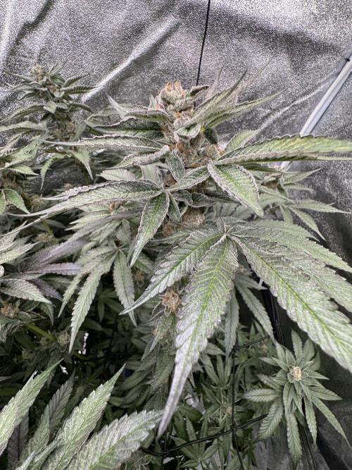 Hydro. Week 13