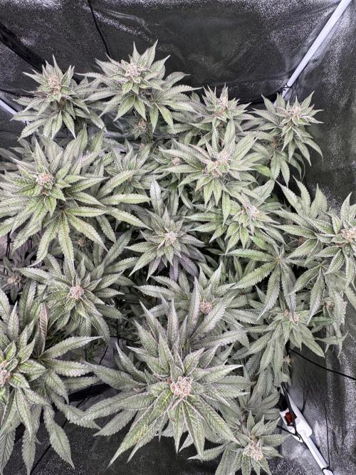 Hydro. Week 13