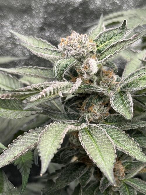 Hydro. Week 13