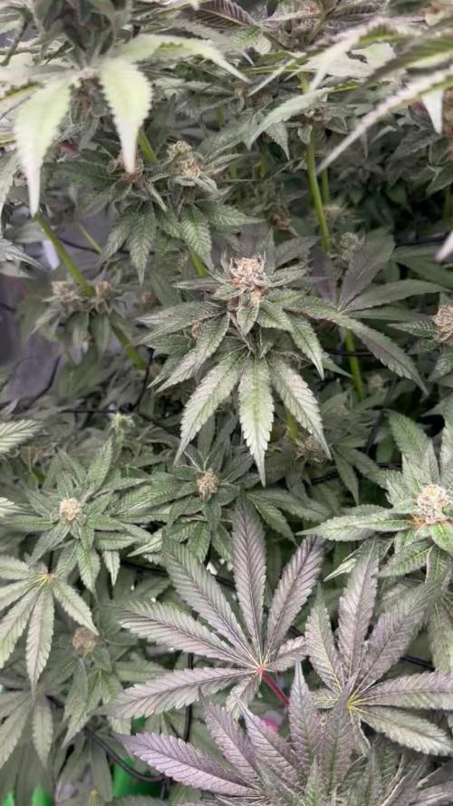 Hydro