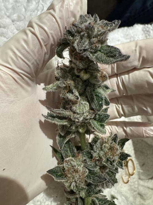 Hydro. Week 14