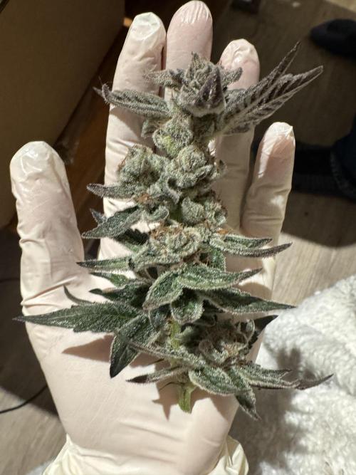 Hydro. Week 14
