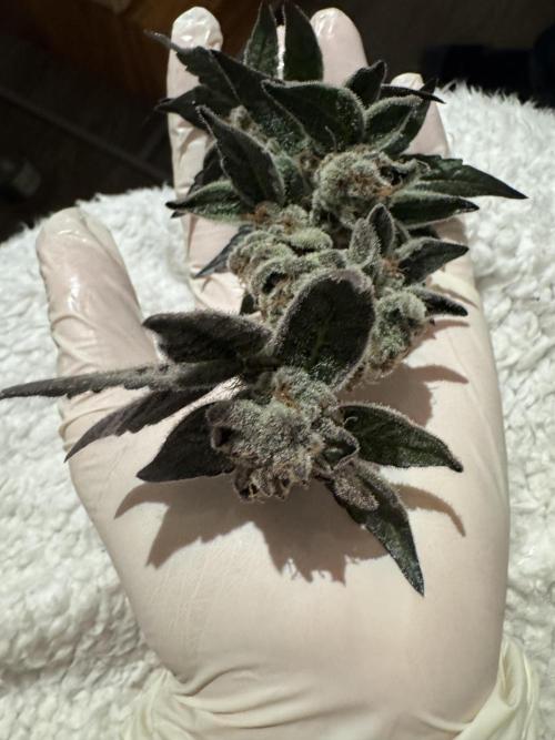 Hydro. Week 14