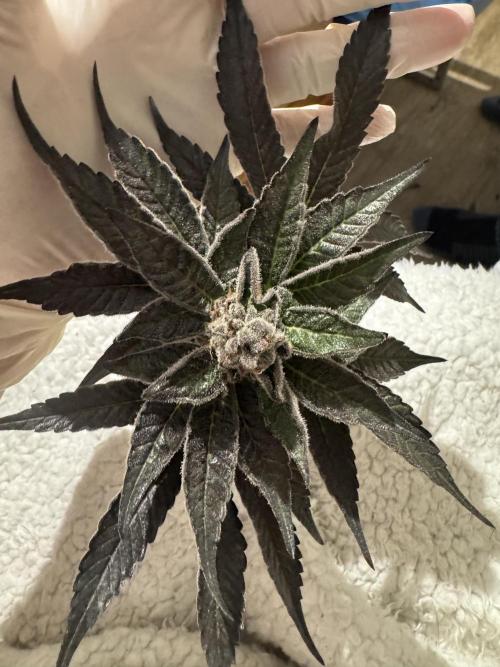 Dulce Dreams. Week 14