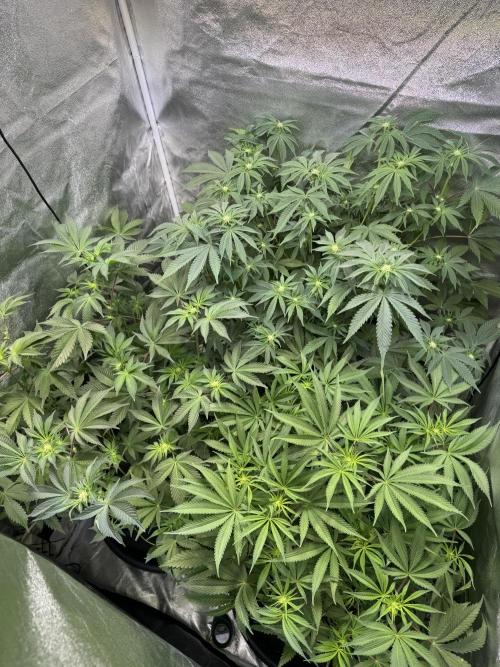 Rainbow Chimera. Week 10