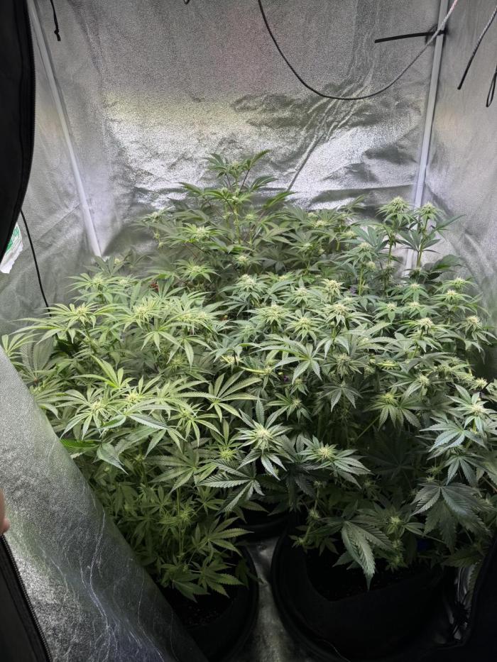 Rainbow Chimera. Week 11