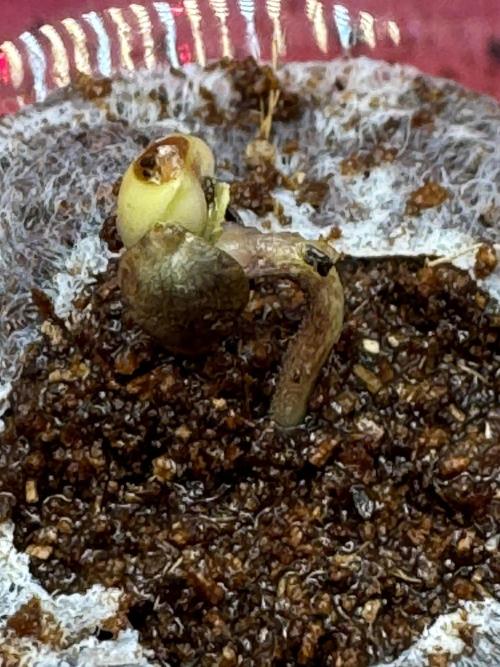 Frostade von Umami Seeds. Week 0