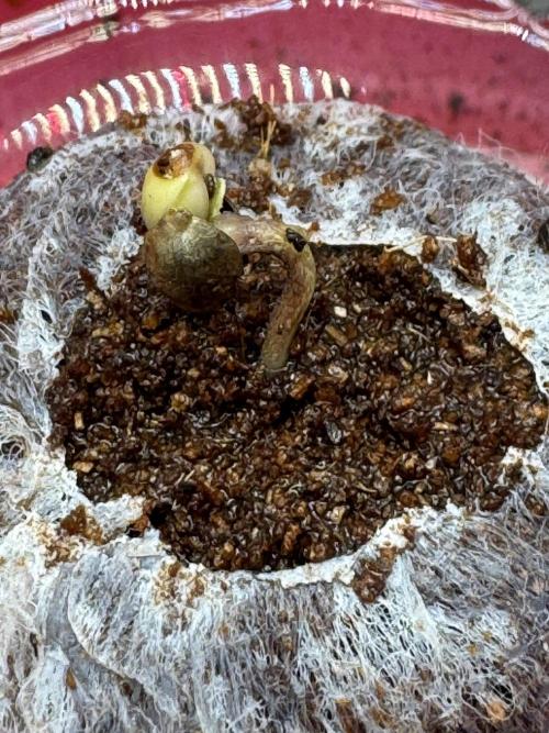 Frostade von Umami Seeds. Week 0
