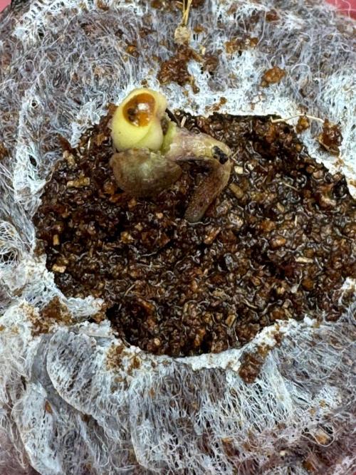 Frostade von Umami Seeds. Week 0