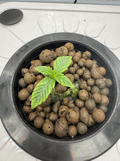 Frostade von Umami Seeds. Week 1