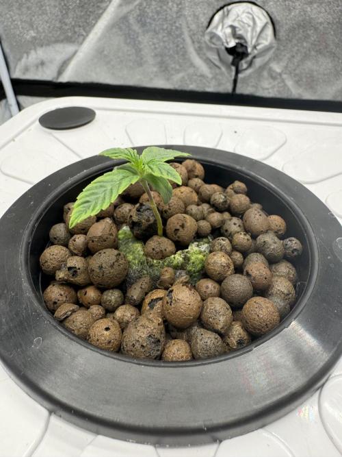 Frostade von Umami Seeds. Week 1