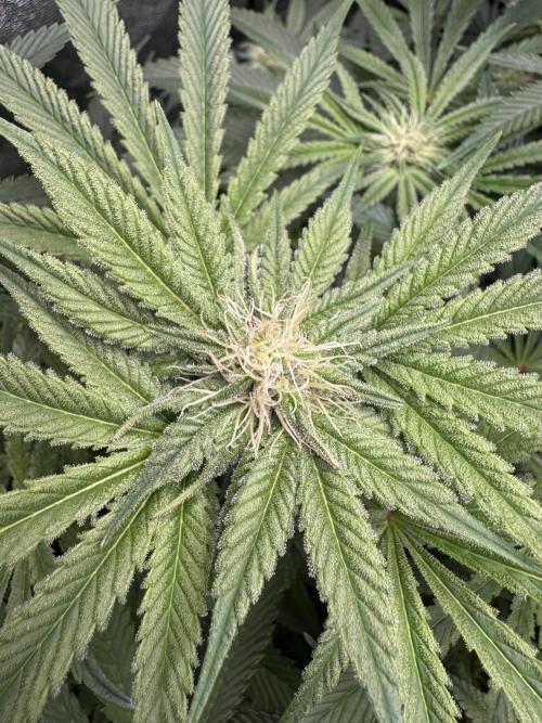 Rainbow Chimera. Week 12