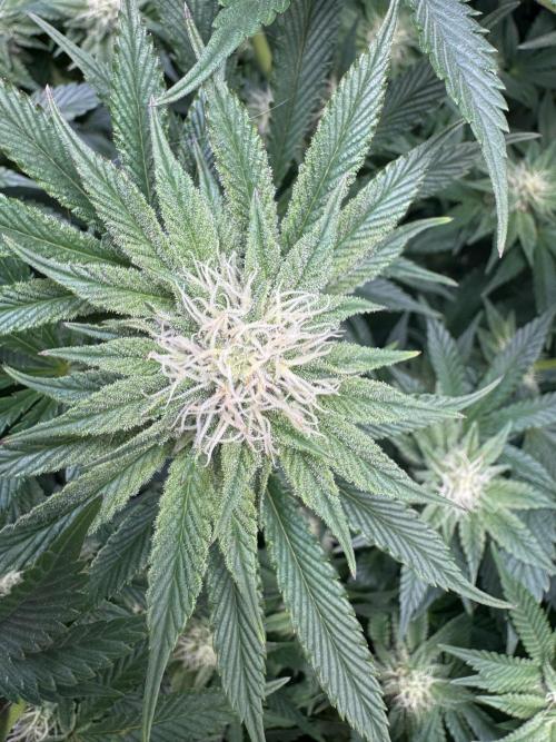 Rainbow Chimera. Week 12
