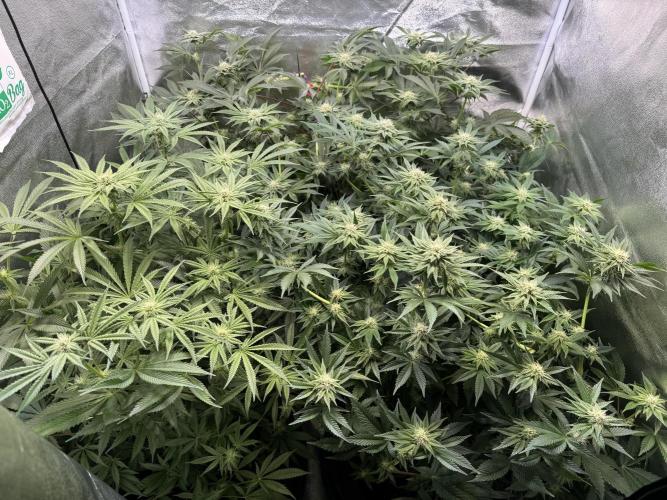 Rainbow Chimera. Week 12