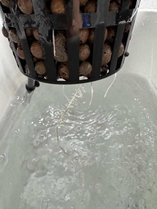 Frostade von Umami Seeds. Week 1
