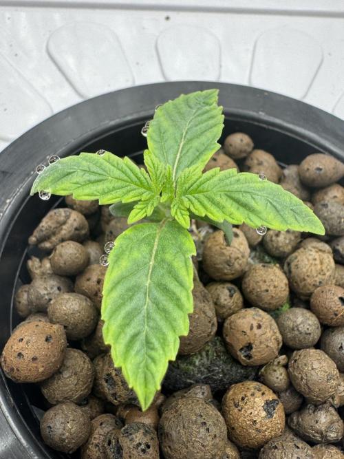 Frostade von Umami Seeds. Week 1
