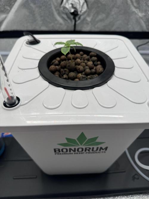 Frostade von Umami Seeds. Week 1