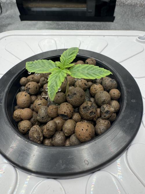 Frostade von Umami Seeds. Week 1