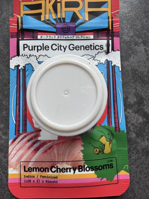 Lemon Cherry Blossom. Week 0