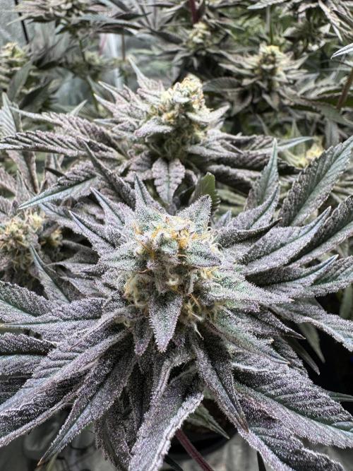 Rainbow Chimera. Week 13