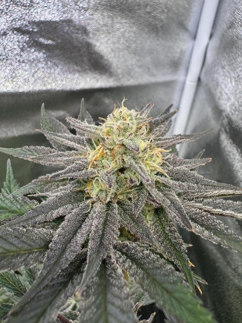 Rainbow Chimera. Week 13