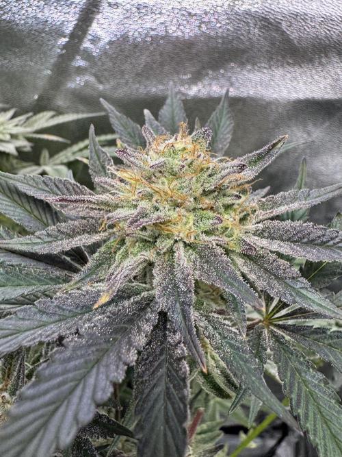 Rainbow Chimera. Week 13