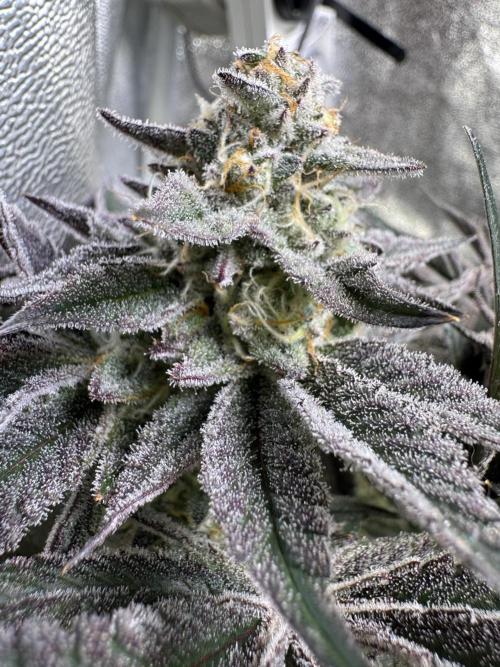 Rainbow Chimera. Week 13