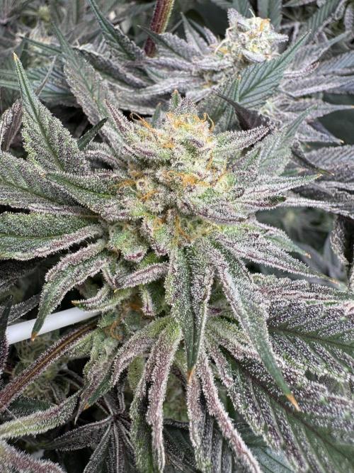 Rainbow Chimera. Week 13
