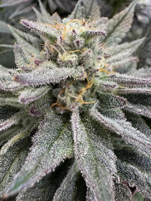 Rainbow Chimera. Week 13