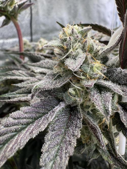 Rainbow Chimera. Week 13